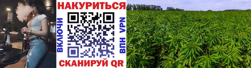 Конопля планчик  Яровое 